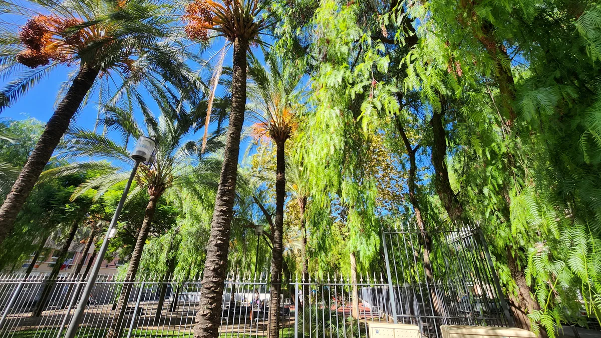 Jardin de la place Arson à Nice : palmiers dattiers chargés de dattes et faux-poivriers derrière la grille