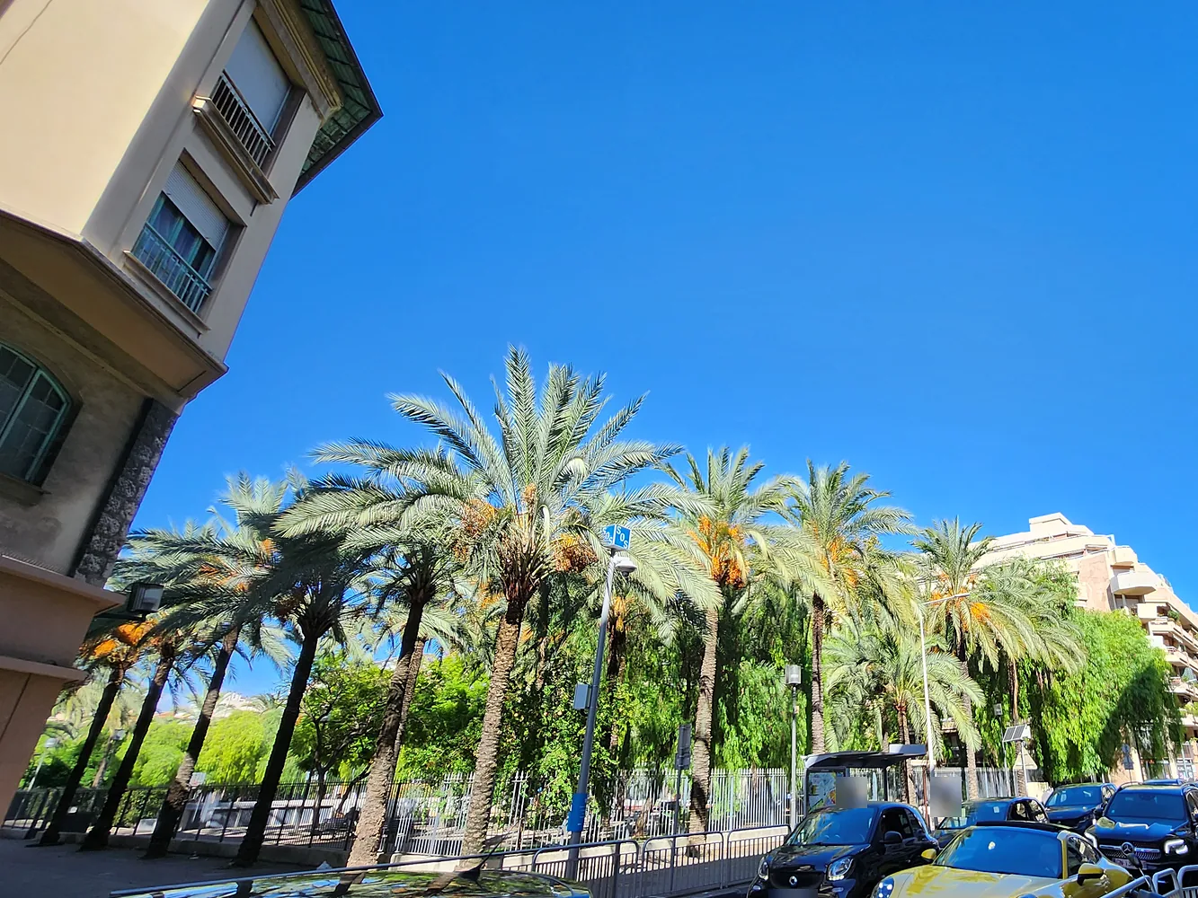Rangée de palmiers dattiers derrière la grille du jardin de la place Arson, vue depuis la rue Arson à Nice